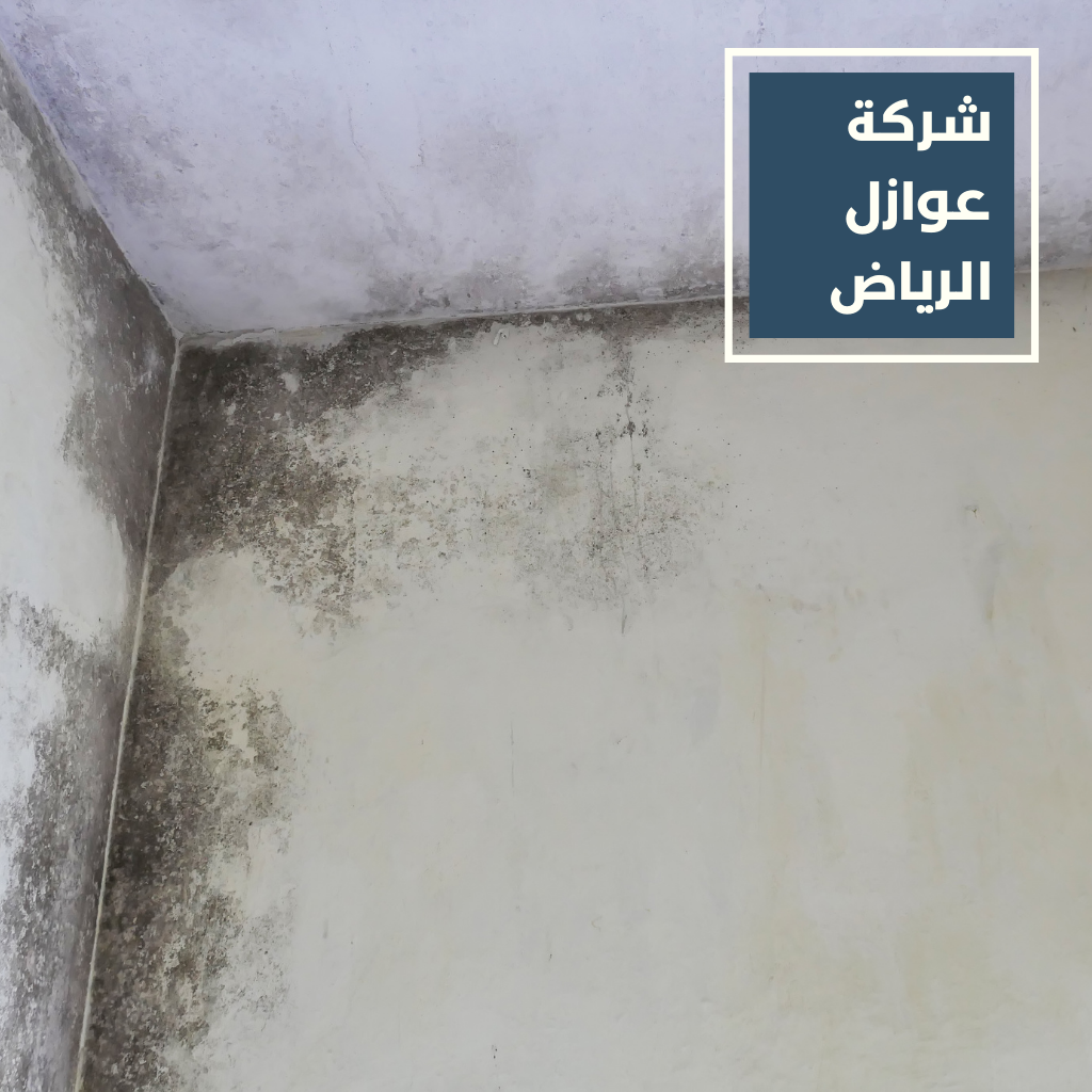 شركة معالجة الرطوبة في الجدران بالرياض