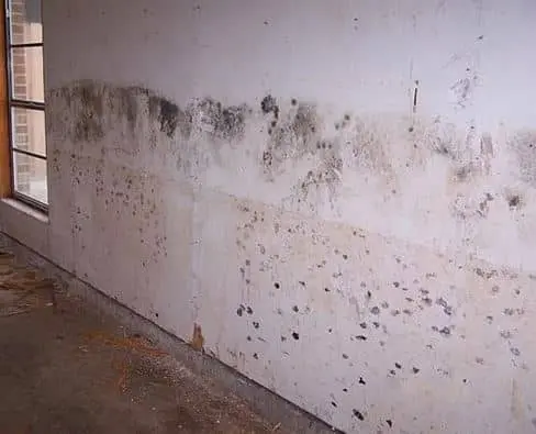 معالجة العفن والرطوبة