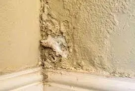 أضرار الرطوبة في الجدران